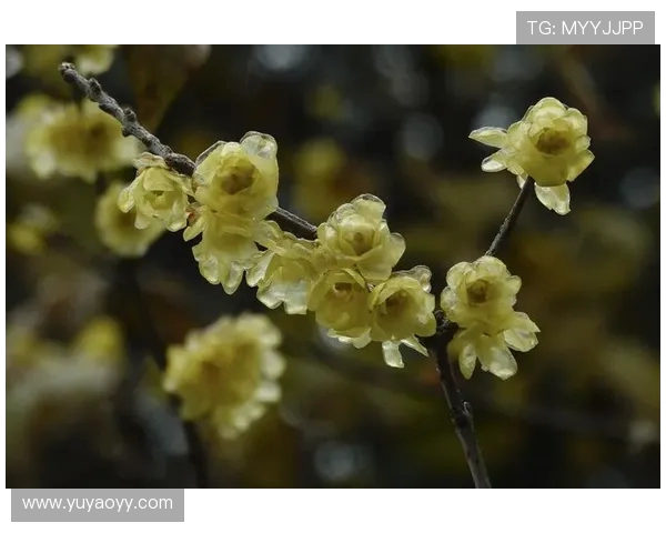 何思雨：在风雨中绽放的坚韧与希望之花